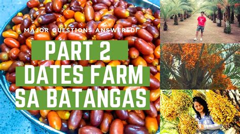 dates fruit philippines